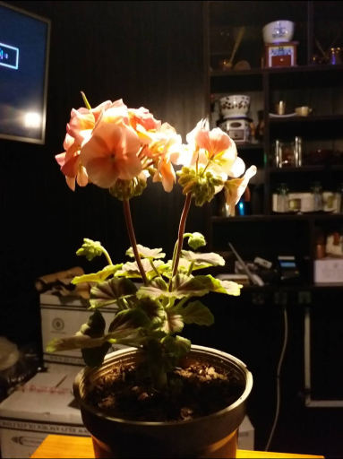 عکس قهوه سیسیل