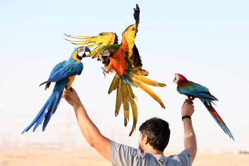عکس پرنده فروشی ویکتوریا