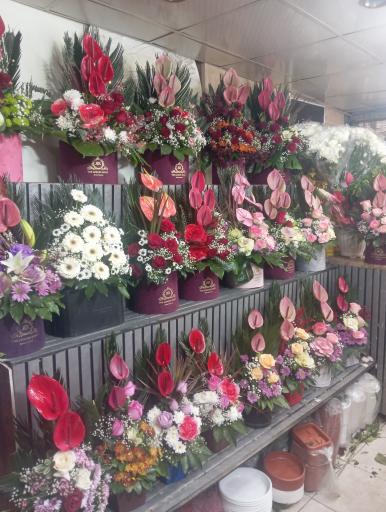 گل فروشی داوود 