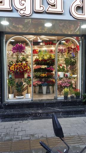 عکس گل فروشی داوود 