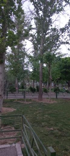 عکس بوستان صنوبر