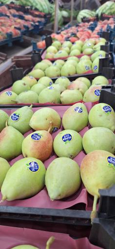 عکس سوپر میوه صدرا خان