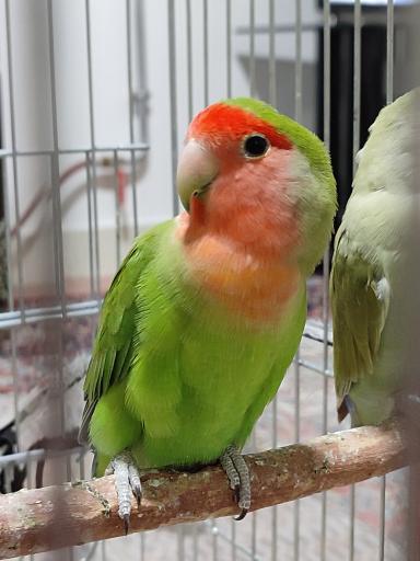 عکس بازار پرندگان خلیج فارس