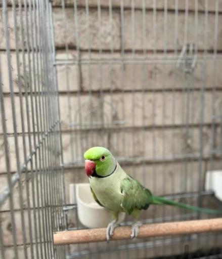 عکس بازار پرندگان خلیج فارس