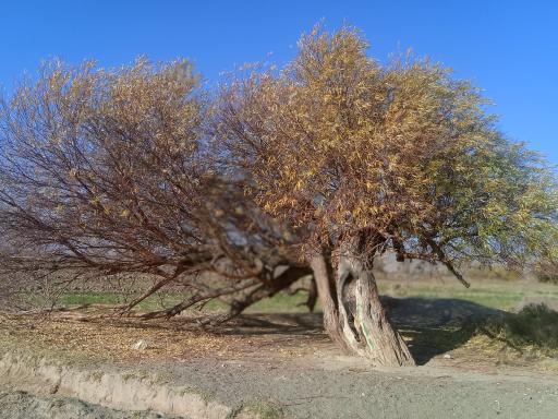 عکس مقبره شیخ حسن جوری