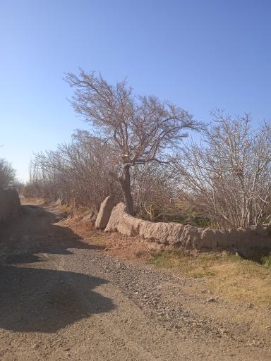 عکس مقبره شیخ حسن جوری