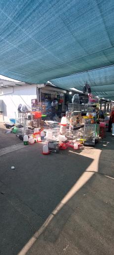 عکس بازار پرندگان خلیج فارس