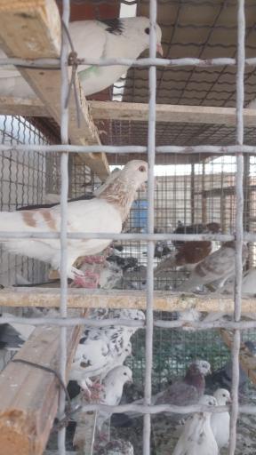 عکس بازار پرندگان خلیج فارس