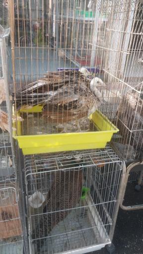 عکس بازار پرندگان خلیج فارس