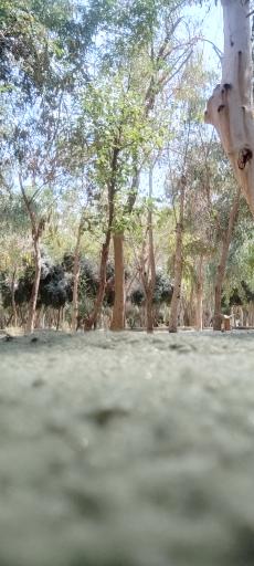 عکس پارک جنگلی میلاد