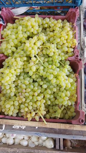 عکس میوه سرای خاطره