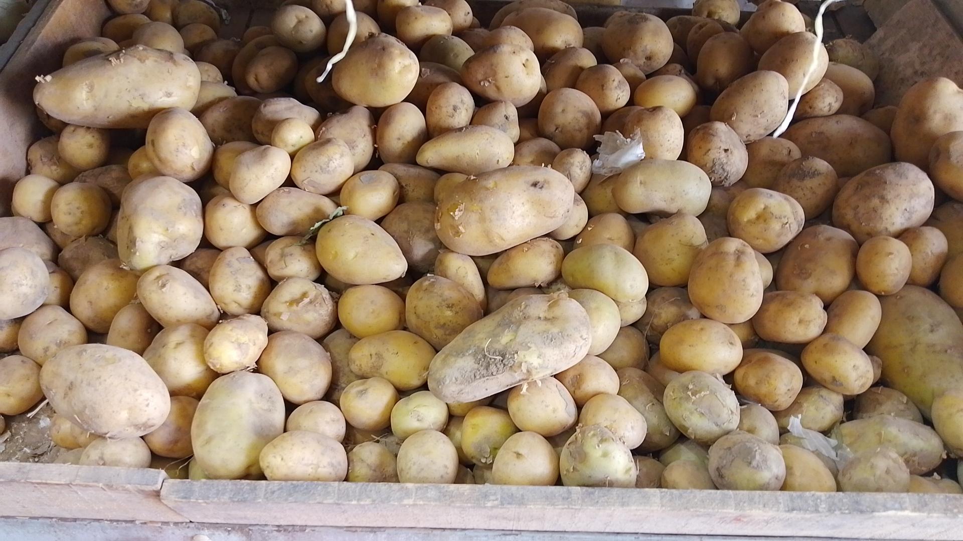 عکس میوه سرای خاطره