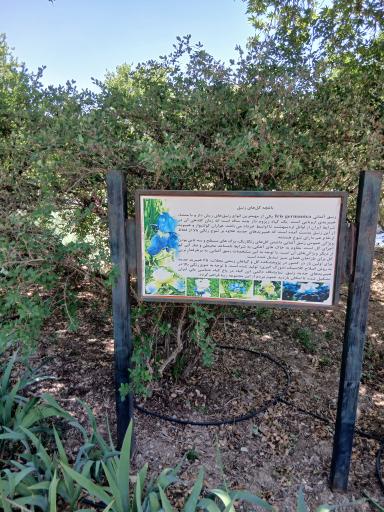 عکس باغچه گل‌های زنبق