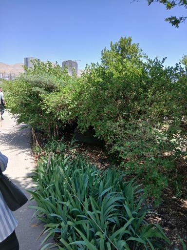 عکس باغچه گل‌های زنبق