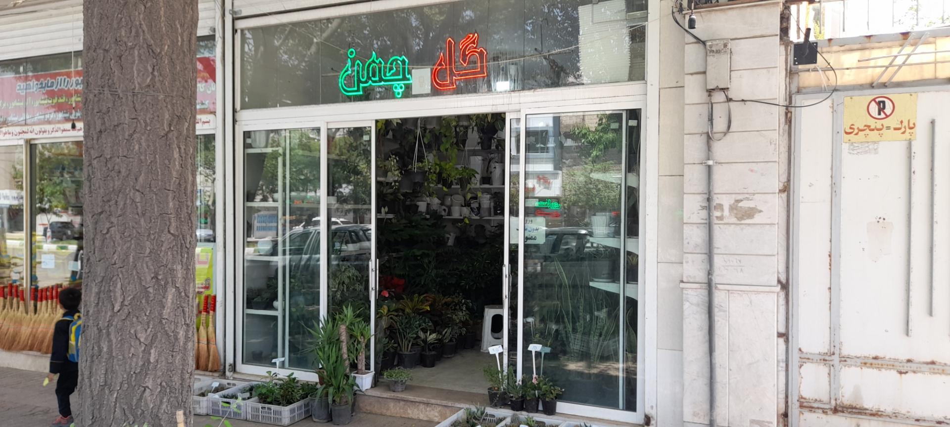 عکس گل چمن