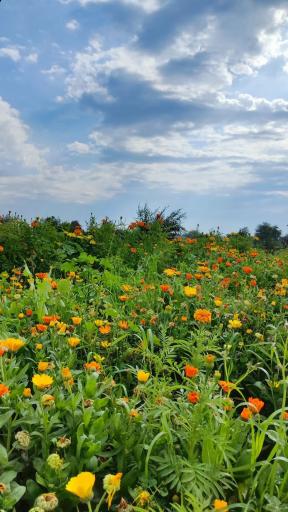 عکس پارک آرامش