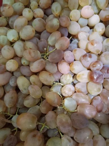 عکس میوه وتره بار سیرتی