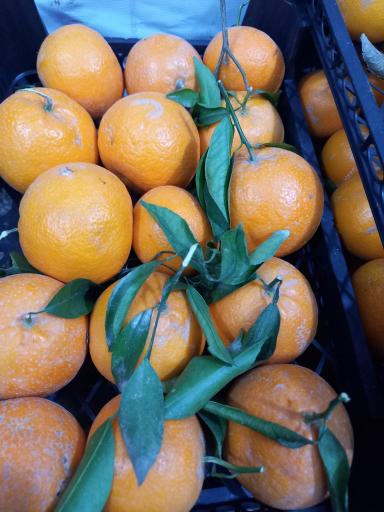 عکس میوه وتره بار سیرتی