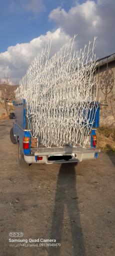 عکس نرده شاخ گوزنی زاگرس حفاظ