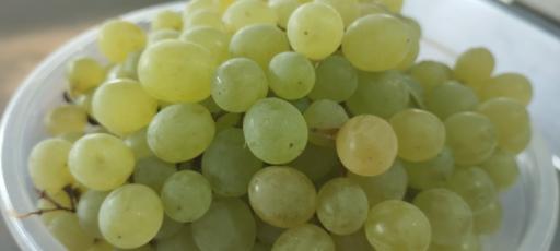 عکس میوه فروشی دشتبانی