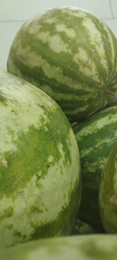 عکس میوه فروشی دشتبانی