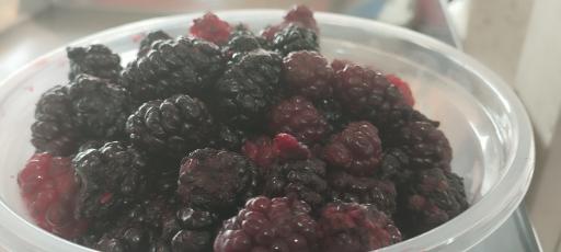 عکس میوه فروشی دشتبانی