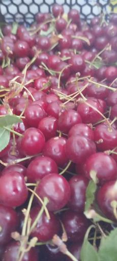 عکس میوه فروشی دشتبانی