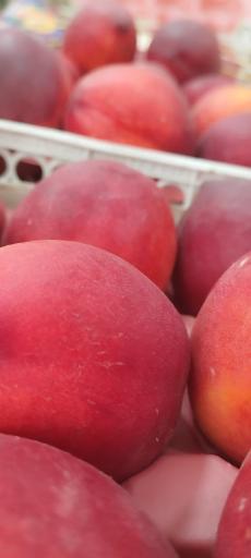 عکس میوه فروشی دشتبانی