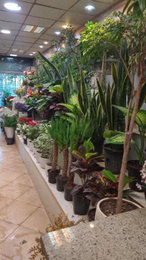 عکس بازار گل و گیاہ تعاون