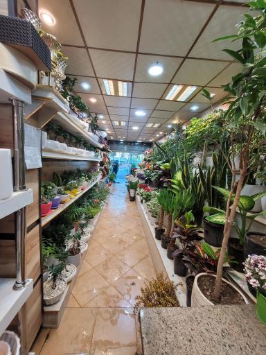 عکس بازار گل و گیاہ تعاون