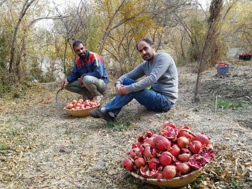 عکس میوه فروشی باغ میوه