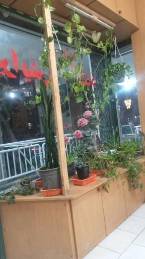 عکس پیرایش نوشاد