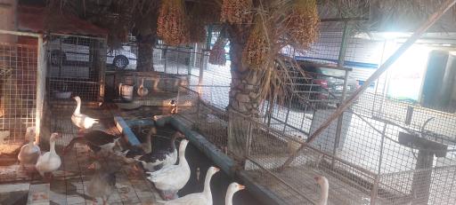 عکس لبنیات و بستنی محلی عشایر