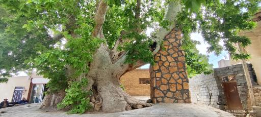 عکس چنار ۱۴۰۰ ساله