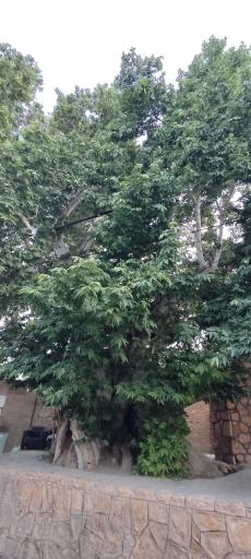 عکس چنار ۱۴۰۰ ساله