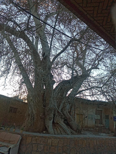 عکس چنار ۱۴۰۰ ساله