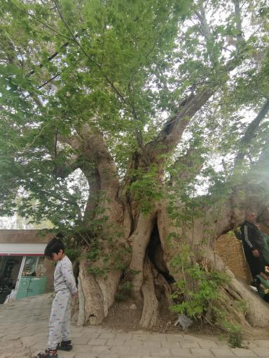 عکس چنار ۱۴۰۰ ساله