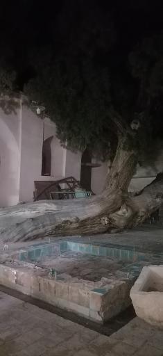 عکس چنار ۱۴۰۰ ساله