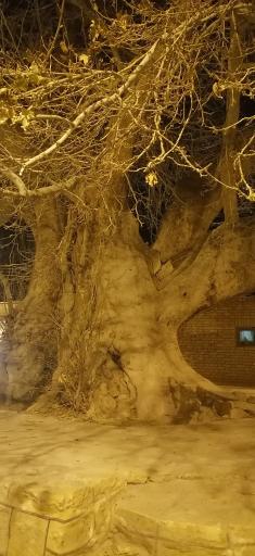 عکس چنار ۱۴۰۰ ساله