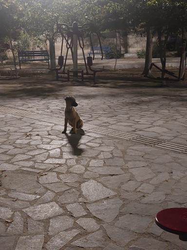 عکس بوستان هشترودی