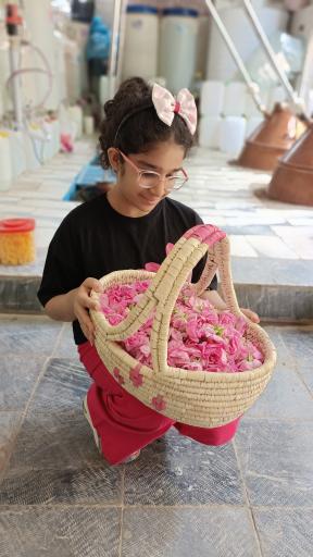 عکس گلاب گیری تابان