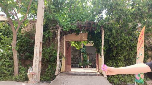 عکس گلاب گیری تابان