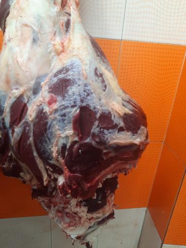 عکس پروتئین نوبهار رجبی