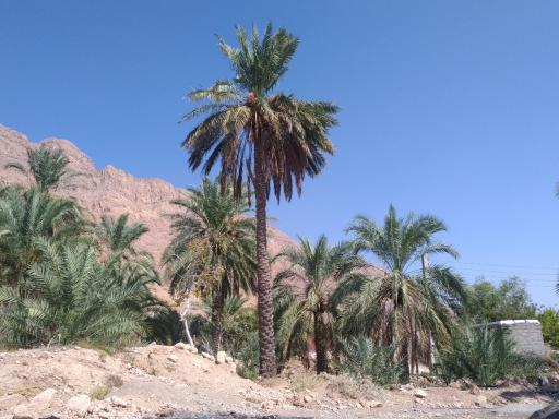 عکس ابگرم لای بیشه