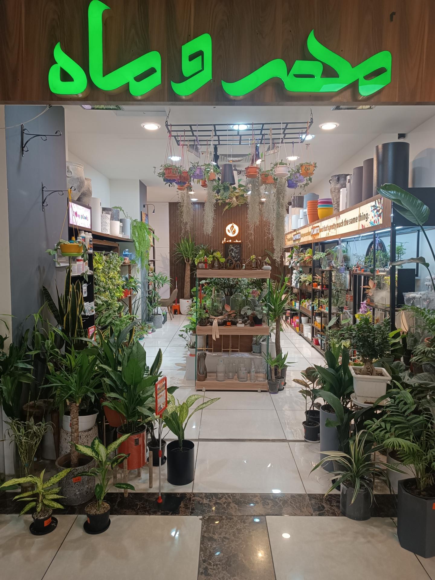 عکس گل مهر و ماه