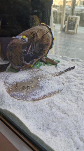 عکس آکواریوم مون لایت