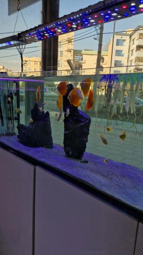 عکس آکواریوم مون لایت