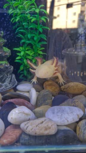 آکواریوم مون لایت