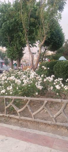 عکس پارک گل نرگس