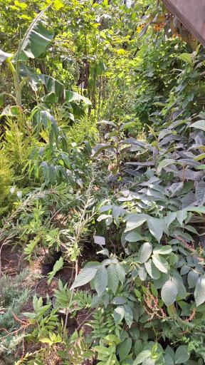 عکس مجتمع گل و نهال زینتی